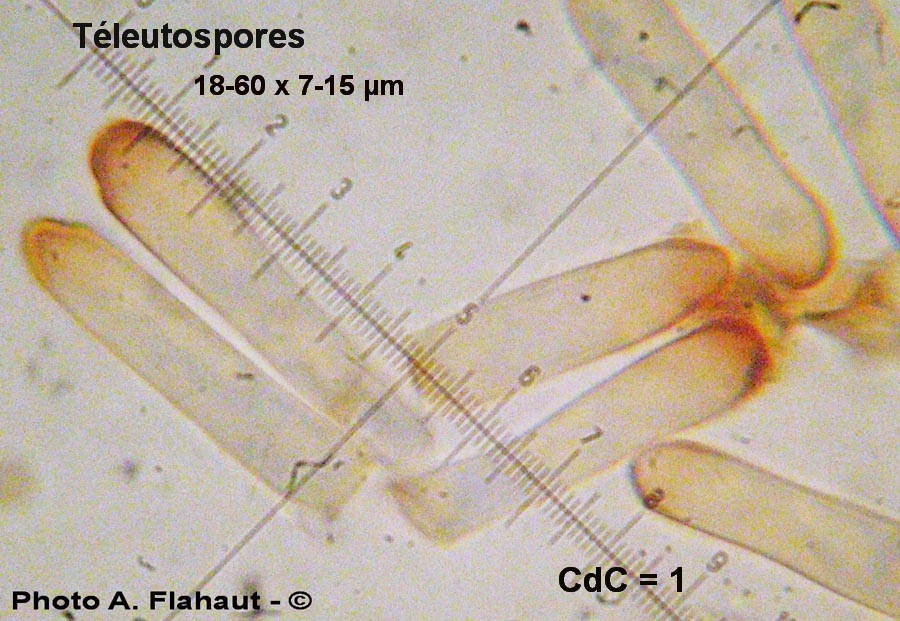 Melampsora helioscopiae