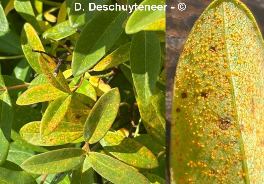 Melampsora hypericorum