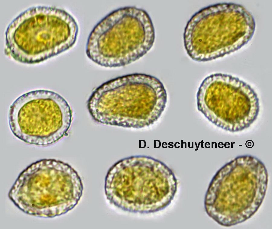 Melampsora hypericorum