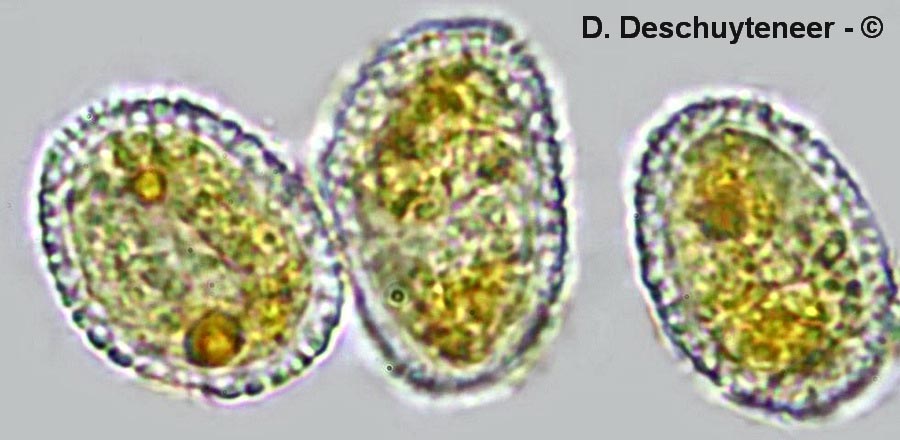 Melampsora hypericorum