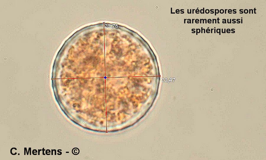 Melampsora laricis-tremulae