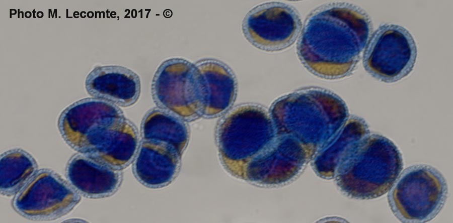 Melampsora pulcherrima