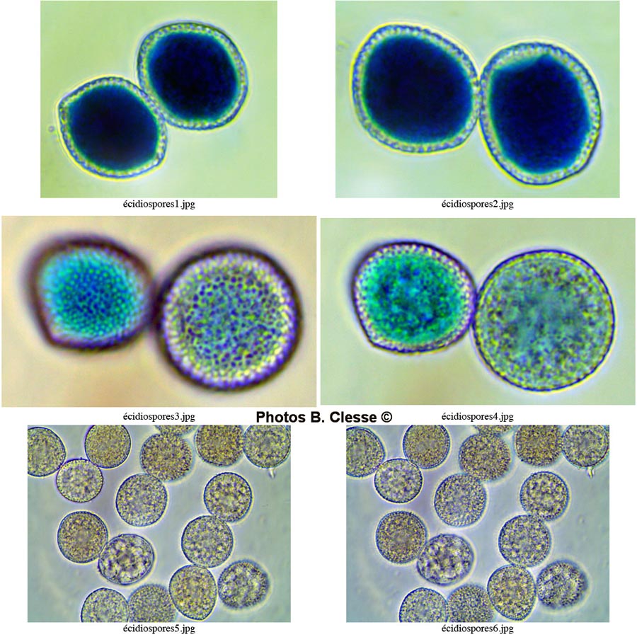 Melampsora salicis-albae