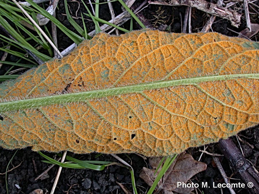 Melampsorella symphyti (Pucciniastrum symphyti)