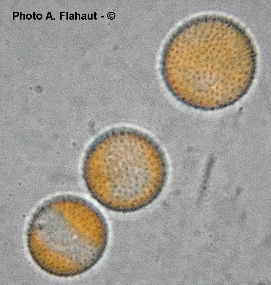 Melampsorella symphyti (Pucciniastrum symphyti)