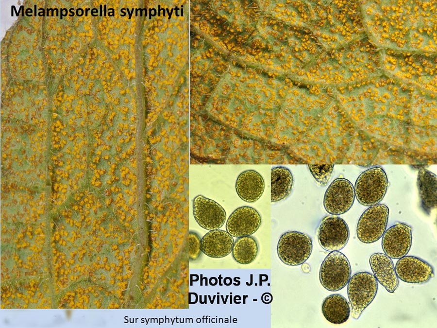 Melampsorella symphyti (Pucciniastrum symphyti)