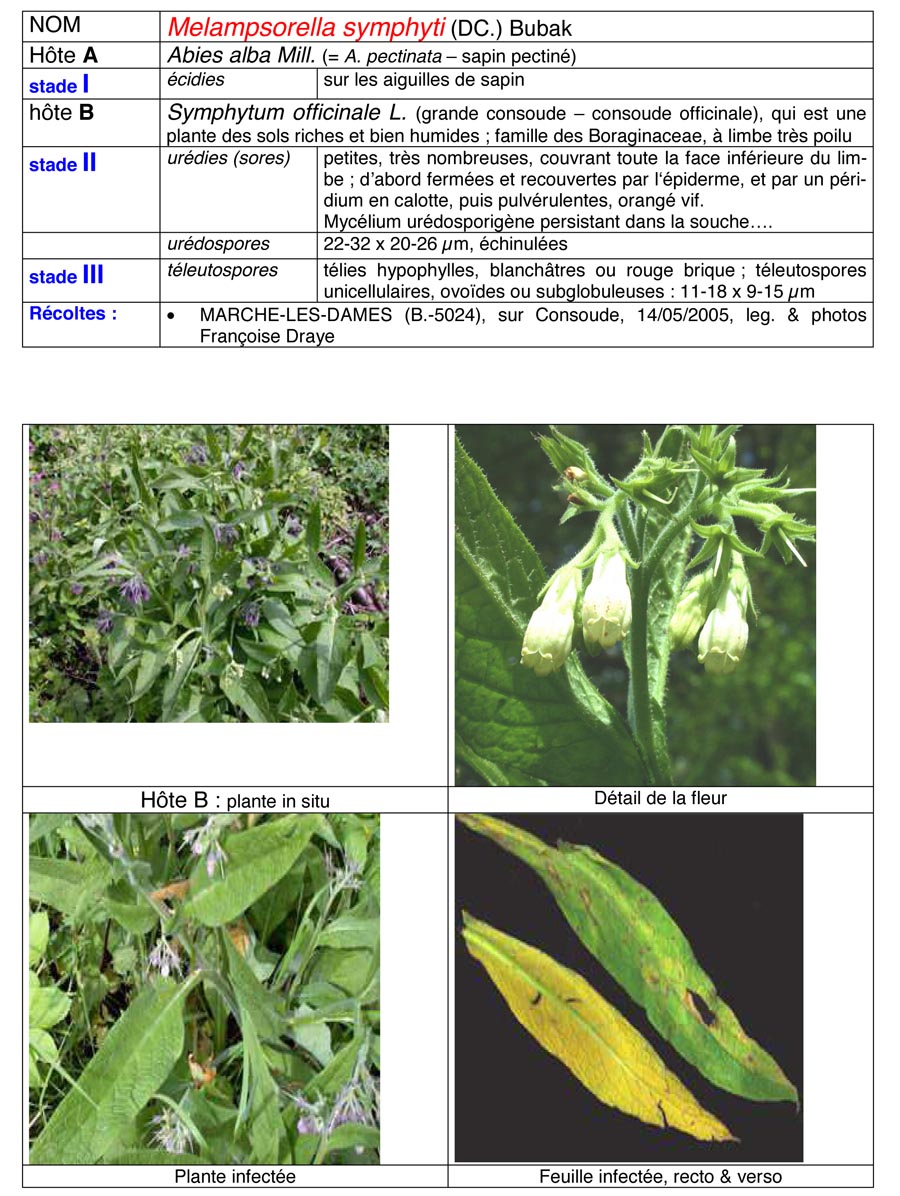 Melampsorella symphyti