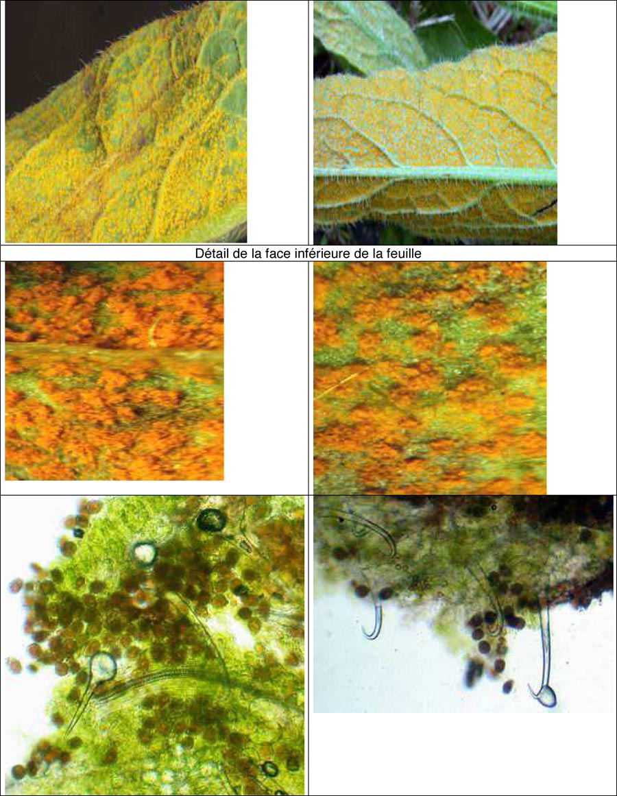 Melampsorella symphyti