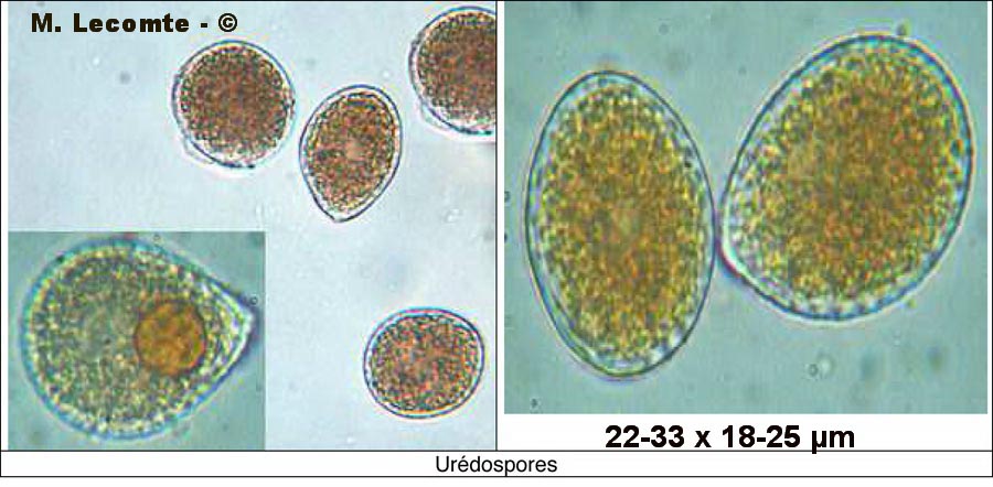 Melampsorella symphyti