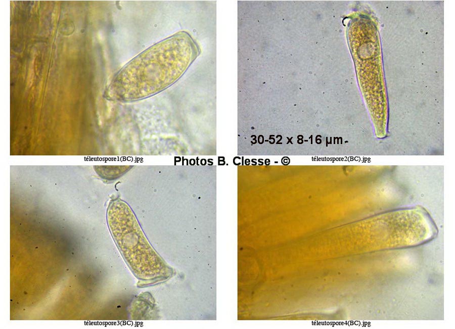 Melampsoridium betulinum