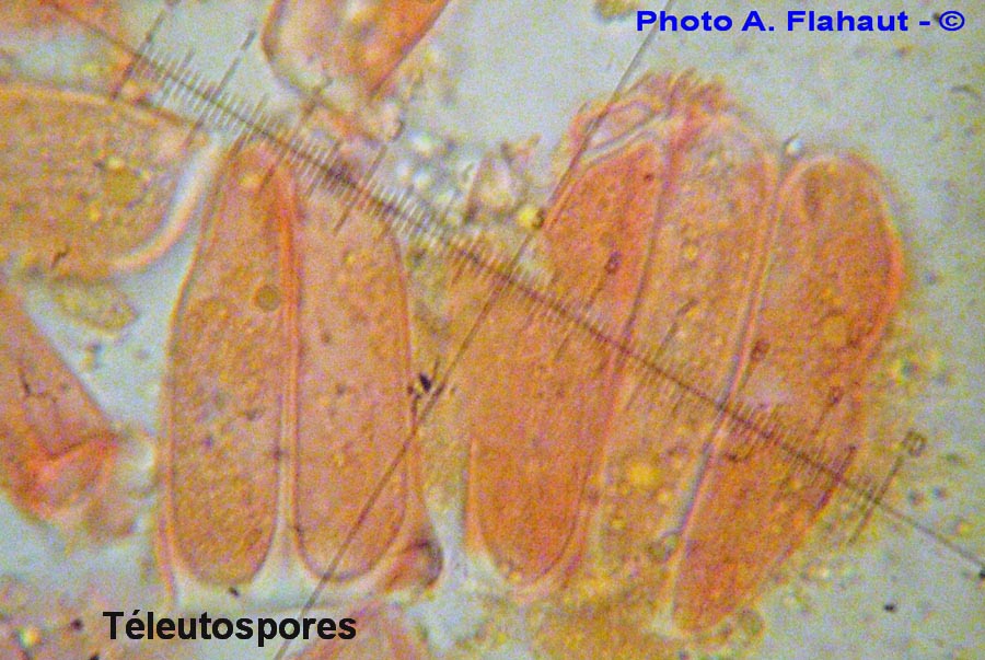 Melampsoridium hiratsukanum