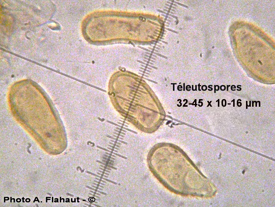 Melampsoridium hiratsukanum