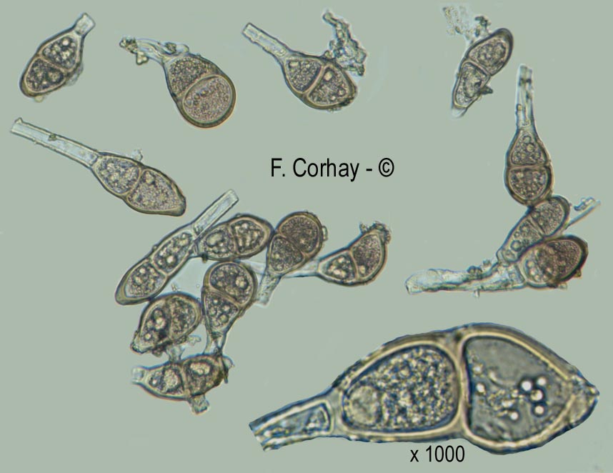 Puccinia malvacearum