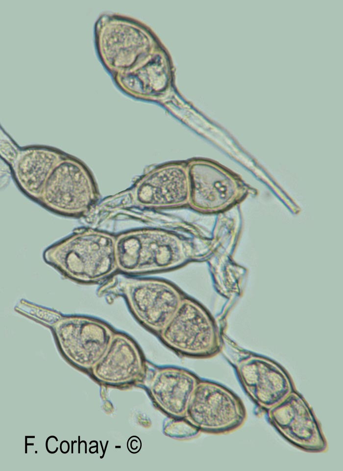 Puccinia malvacearum