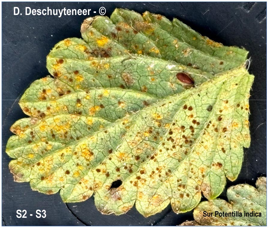 Phragmidium mexicanum