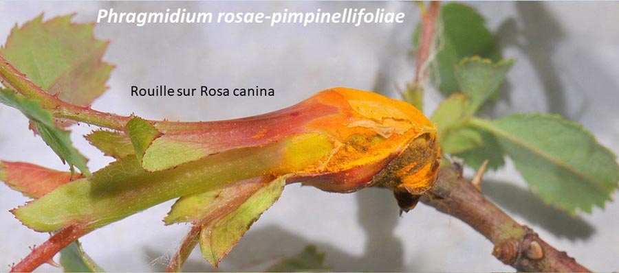 Phragmidium rosae-pimpinellifoliae