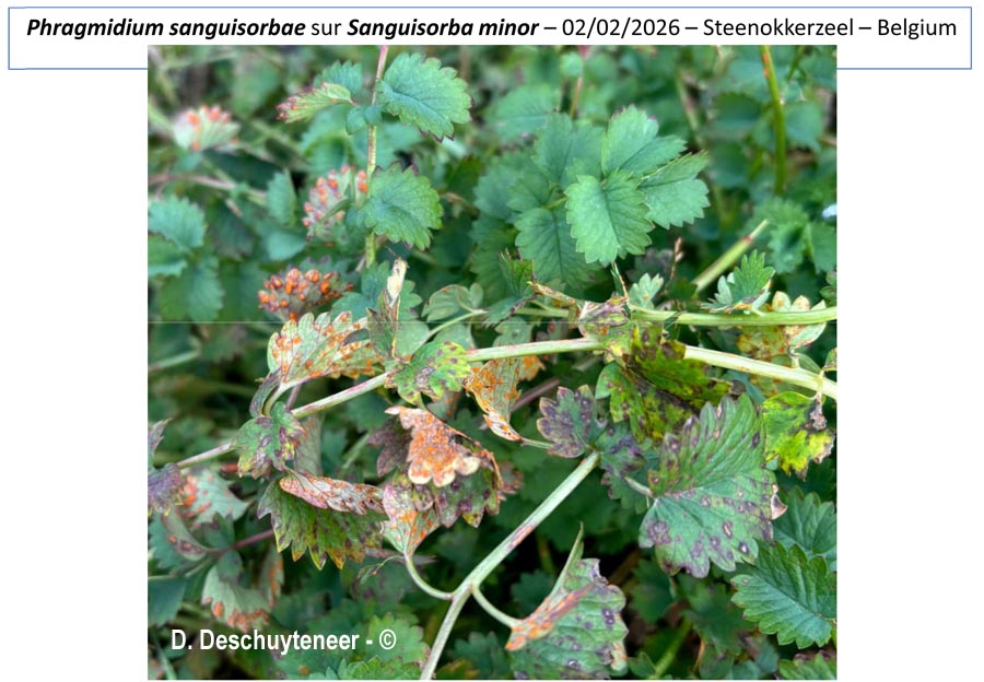Phragmidium sanguisorbae