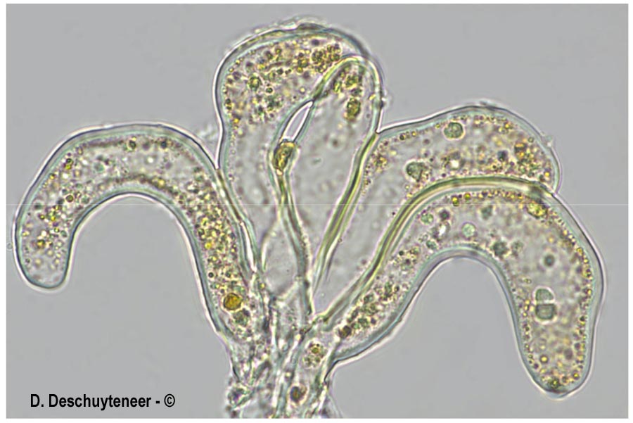 Phragmidium sanguisorbae