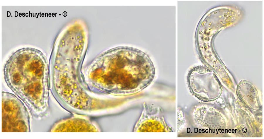 Phragmidium sanguisorbae