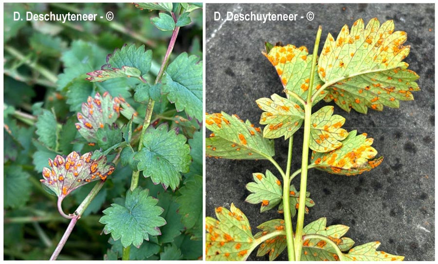 Phragmidium sanguisorbae