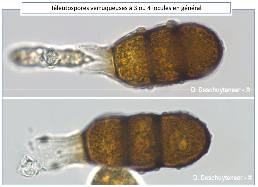 Phragmidium sanguisorbae