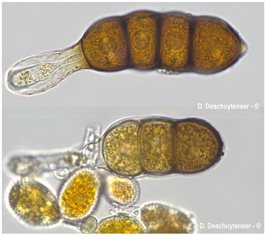 Phragmidium sanguisorbae