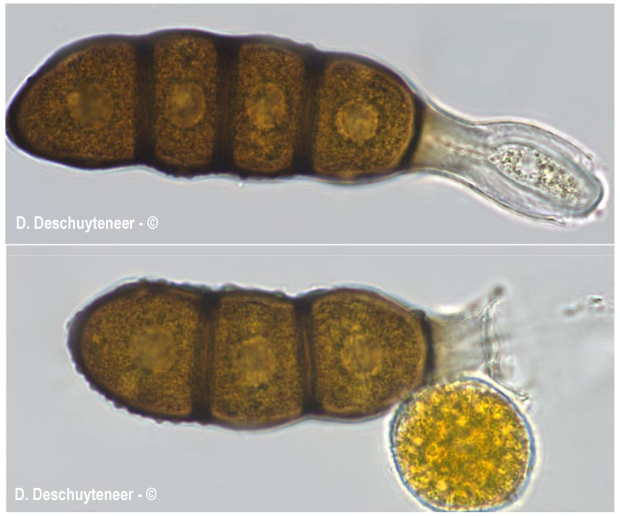 Phragmidium sanguisorbae