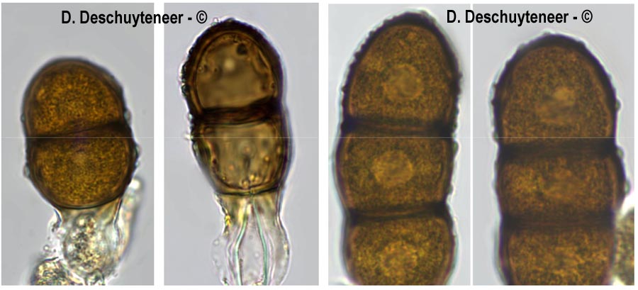 Phragmidium sanguisorbae