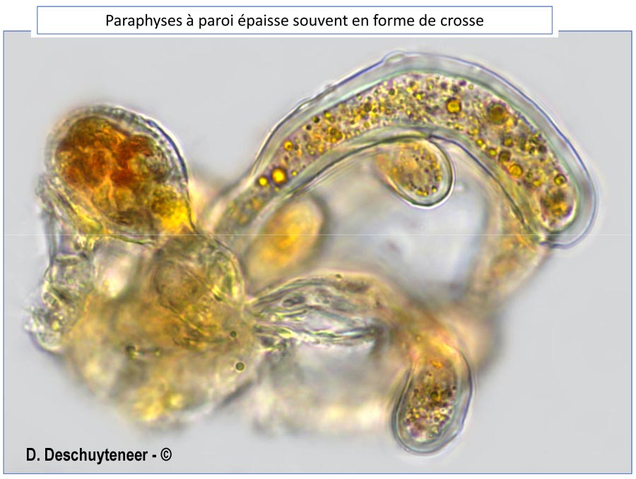 Phragmidium sanguisorbae