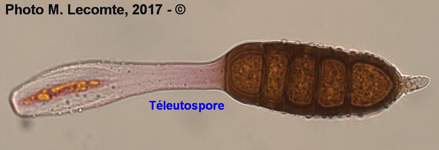 Phragmidium tuberculatum