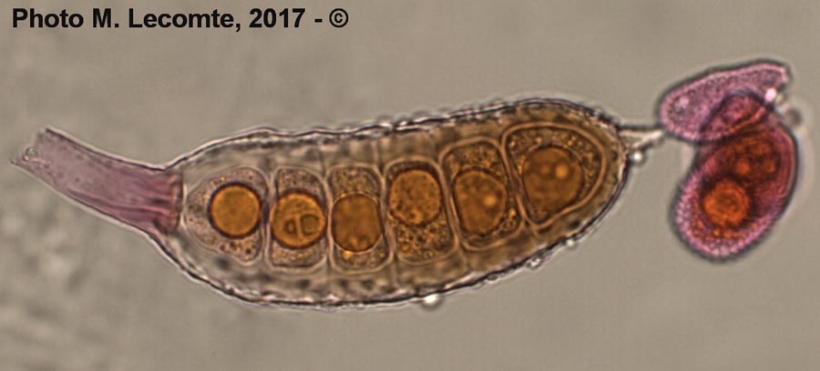 Phragmidium tuberculatum