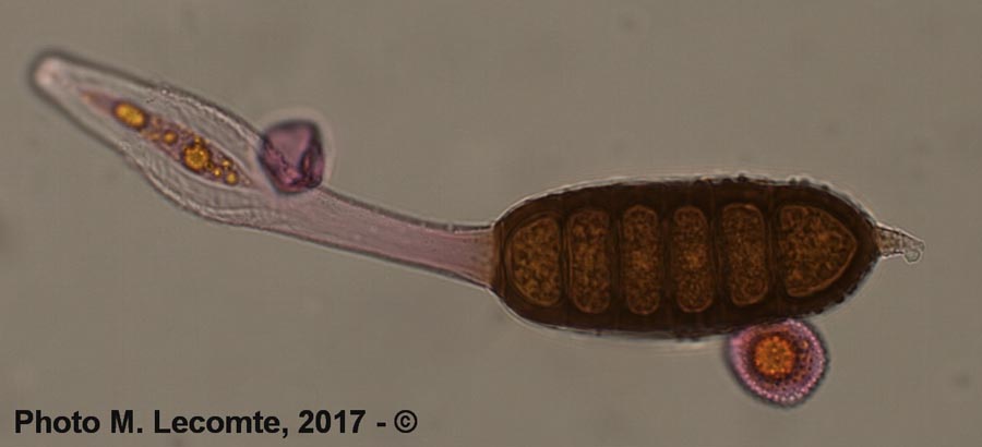 Phragmidium tuberculatum