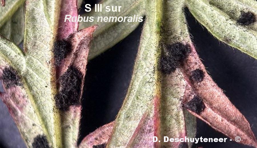 Phragmidium violaceum