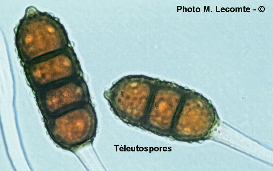 Phragmidium violaceum