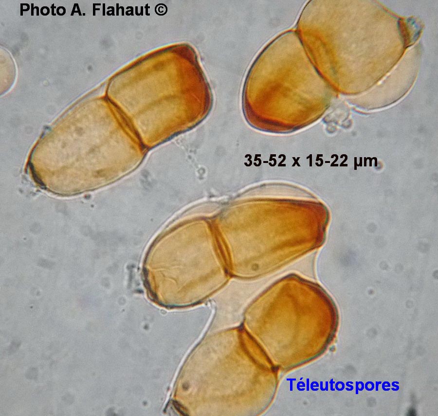 Puccinia sessilis