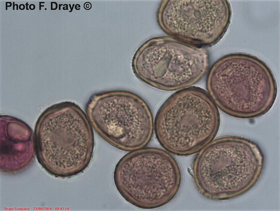 Puccinia polygonii-amphibii