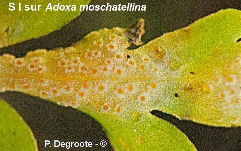 Puccinia albescens