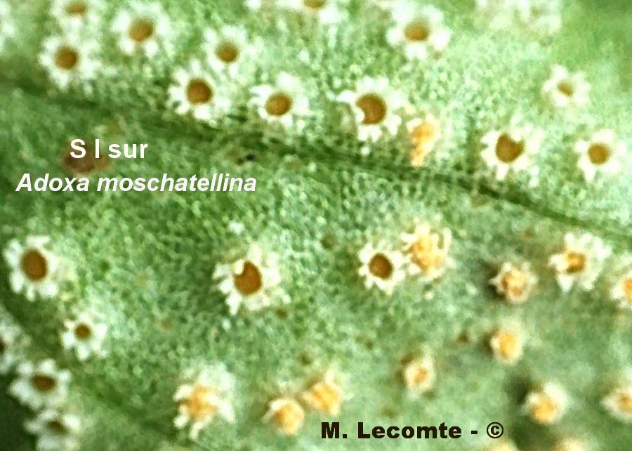 Puccinia albescens