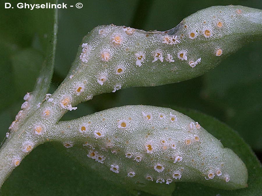 Puccinia albescens