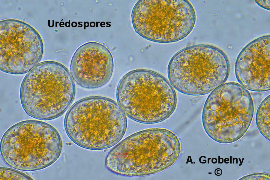 Puccinia allii (Puccinia porri)