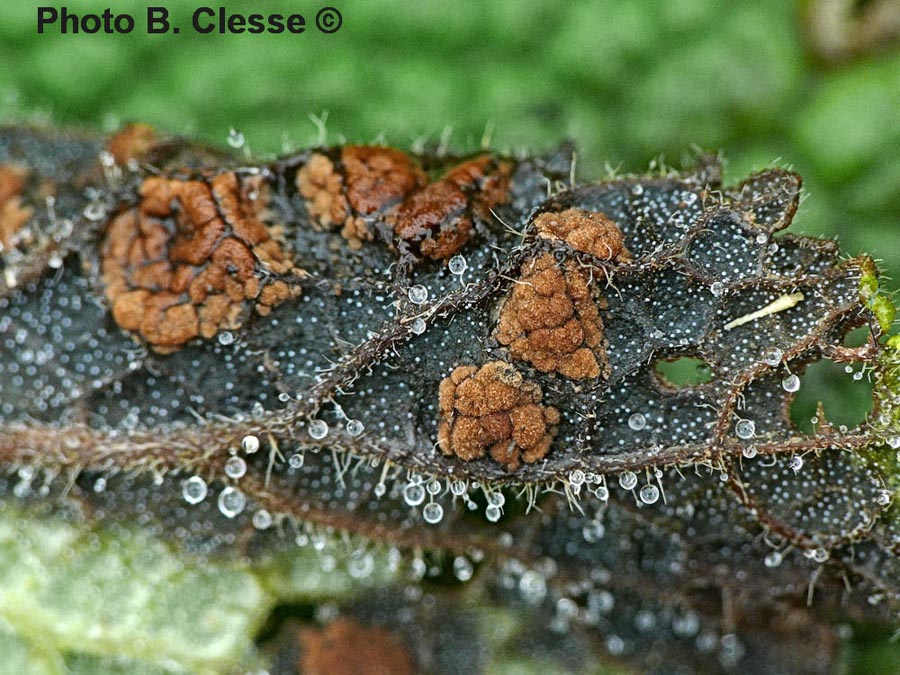 Puccinia annularis 