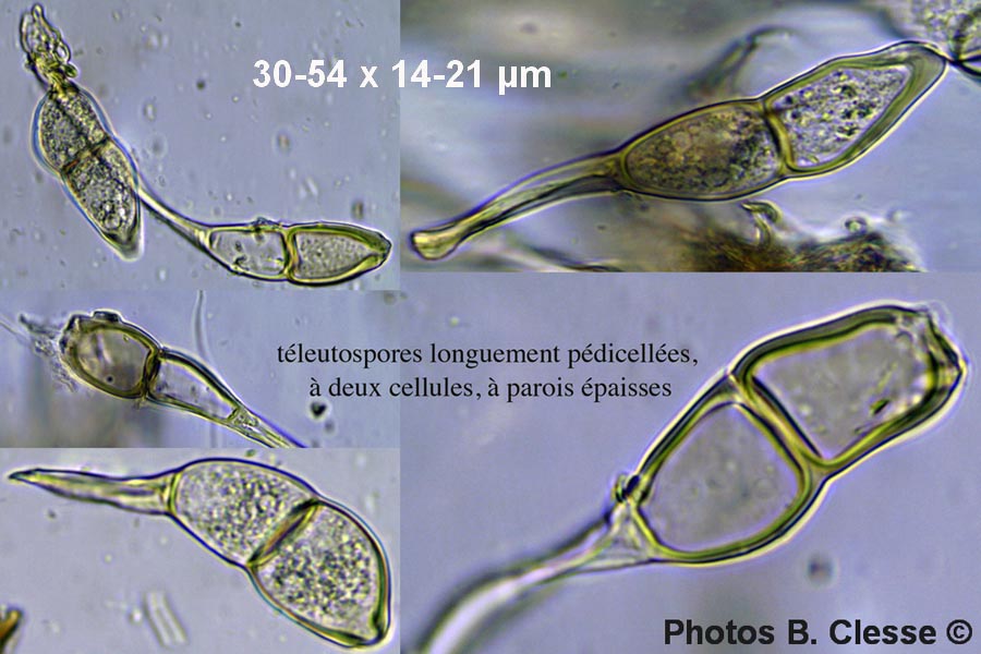 Puccinia annularis 