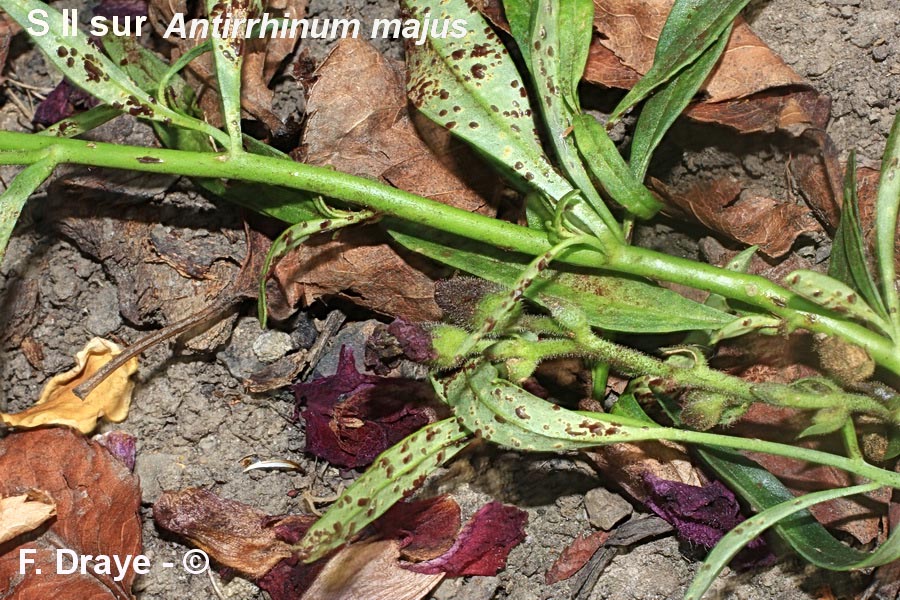 Puccinia antirrhini