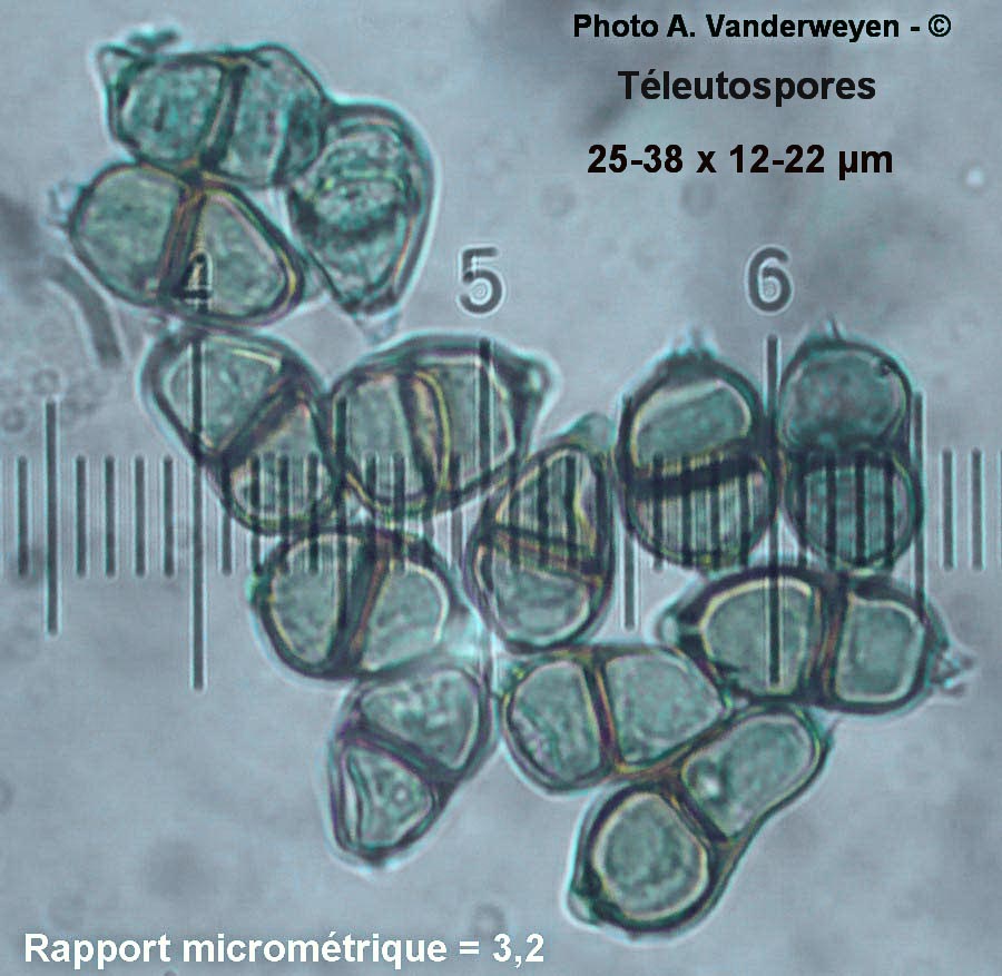 Puccinia argentata