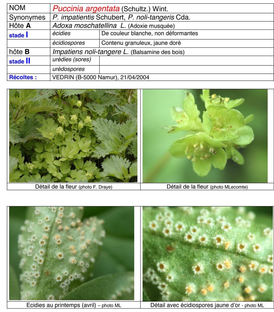 Puccinia argentata