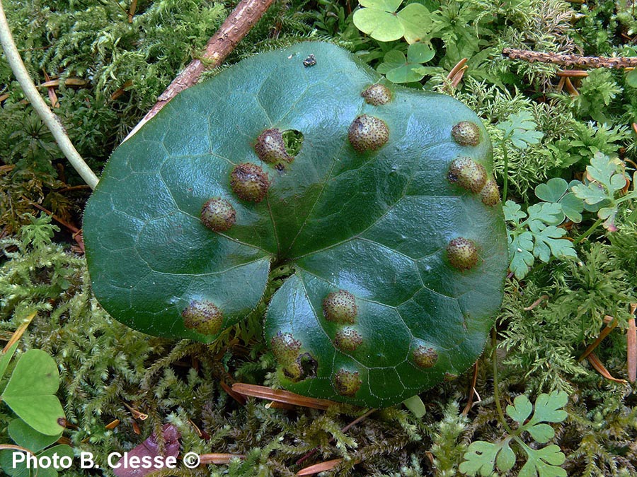 Puccinia asarina