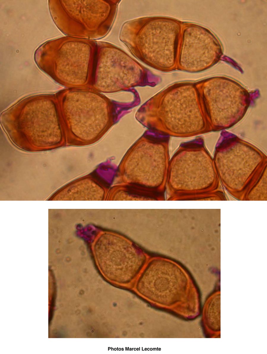 Puccinia asperulae-odoratae