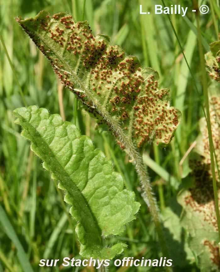 Puccinia betonicae