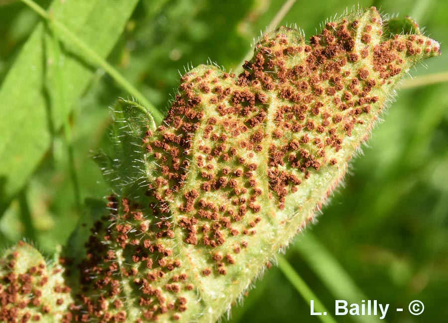 Puccinia betonicae