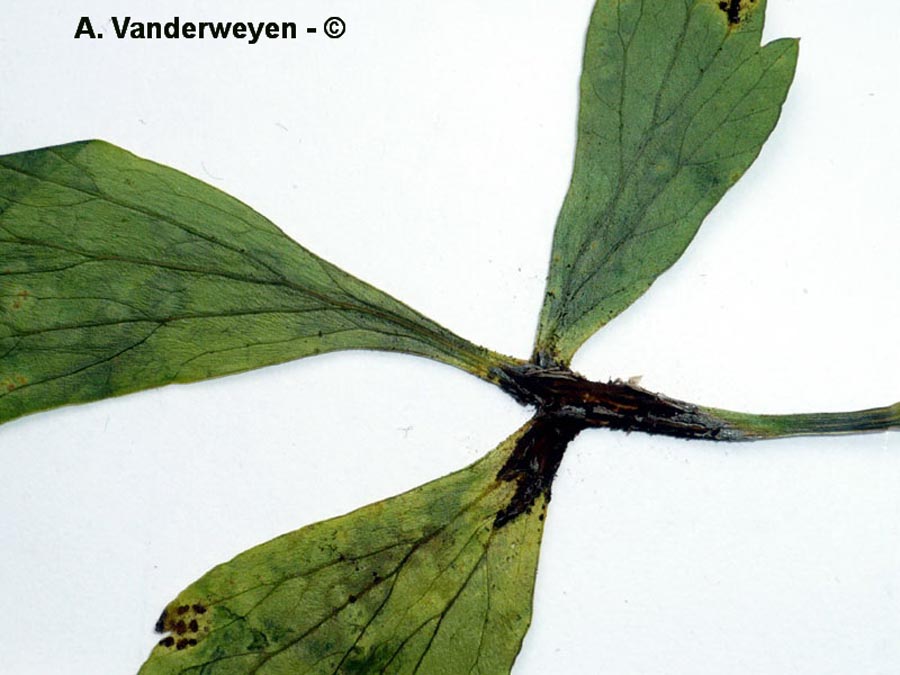 Puccinia bornmuelleri